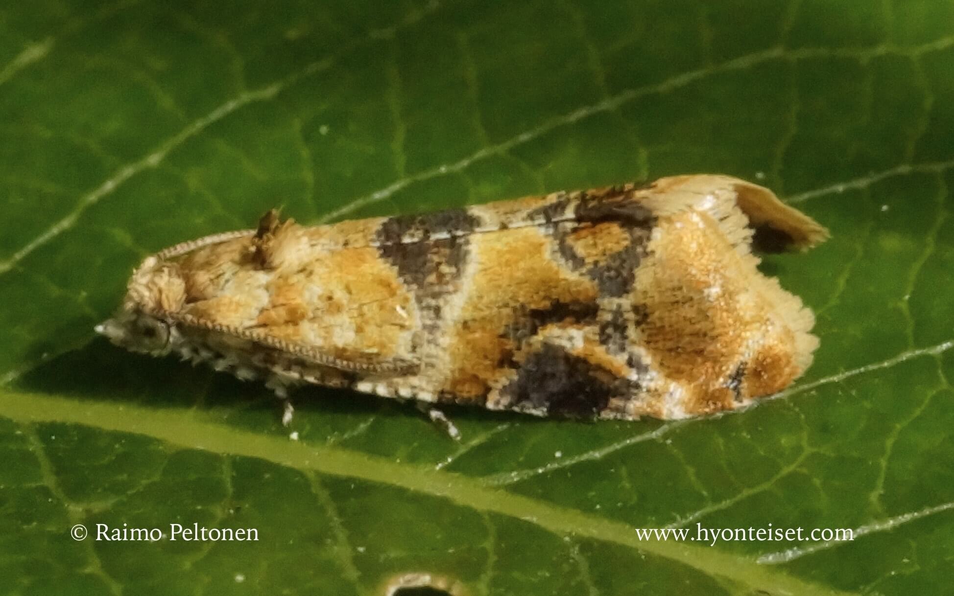 Lobesia virulenta – HYÖNTEISKUVASTO