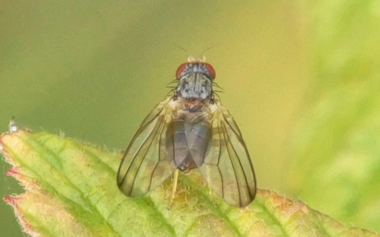 Diperata Insect Diptera.info - Discussion Forum: Family + genus?